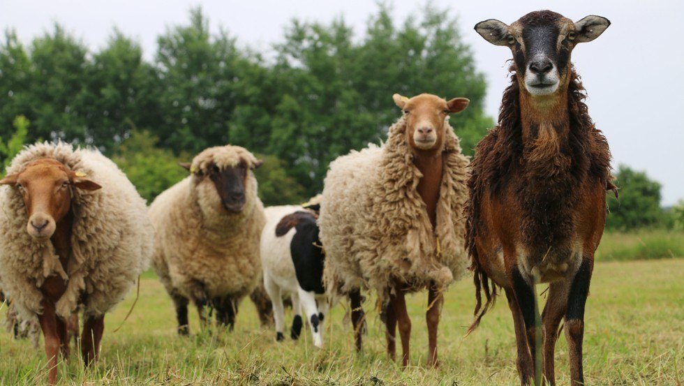 Sheep have a lot of space in the land of animals, © Stiftung Tiernothilfe