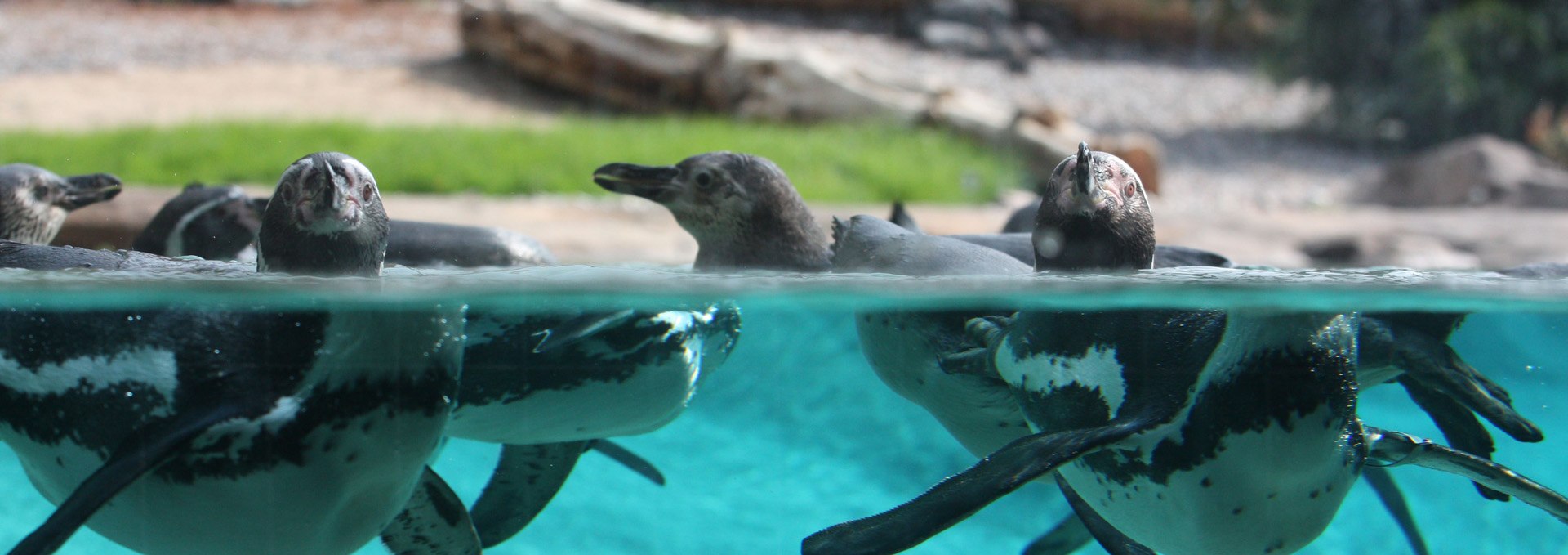 Penguins in the polarium at Rostock Zoo, © Zoo Rostock/Braun