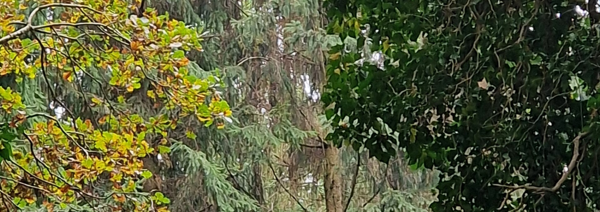 Wald mit Eichhörnchen Quadrat, © KV Mönchgut