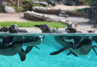 Penguins in the polarium at Rostock Zoo, © Zoo Rostock/Braun