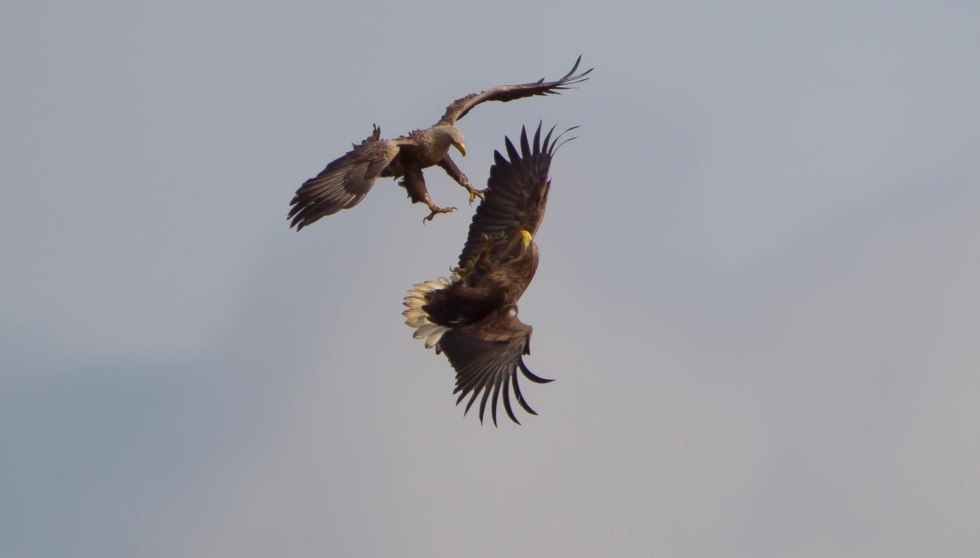 Sea eagle tour, © Mirko Hecht