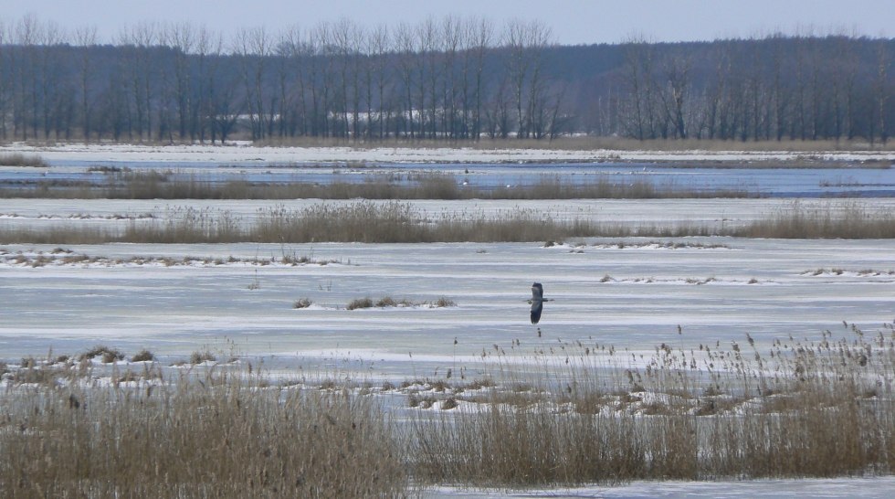 The Great Rosin beginning of March, © Martin Hagemann