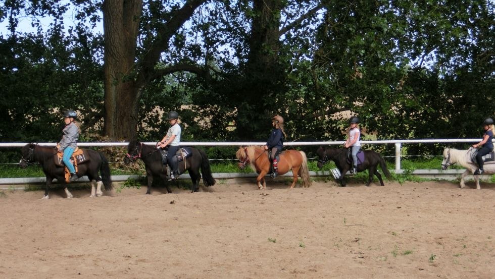 Our shetty herd at the Icelandic stud von der Waydbrink, © Islandgestüt von der Wadybrink