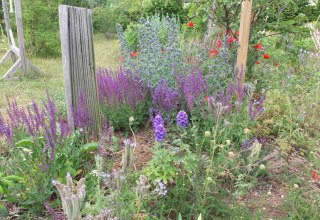 Flowering herbs with culinary surprises, © Martin Hagemann