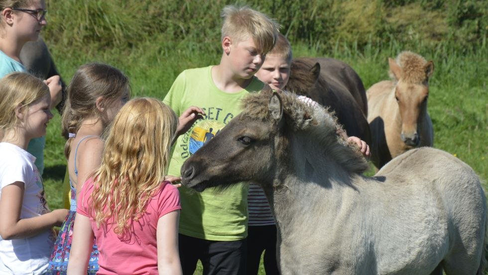 There is plenty of time for petting at the Waydbrink Icelandic stud farm, © Islandgestüt von der Wadybrink