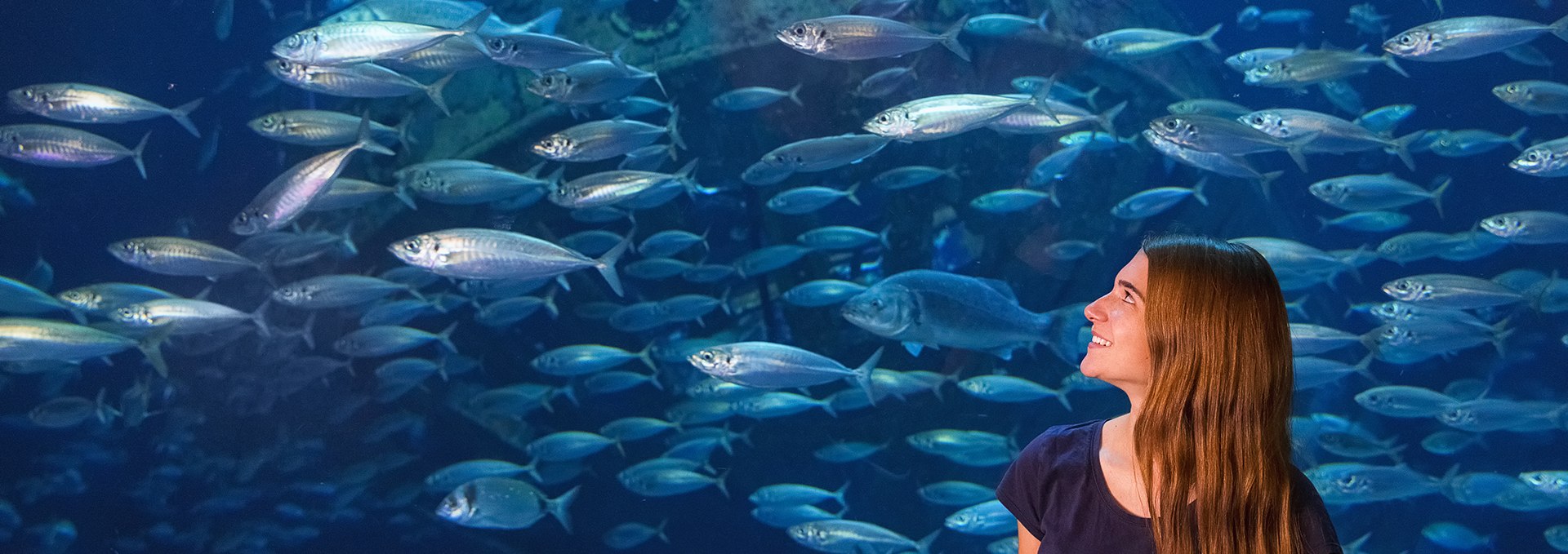 Schools of fish in the largest tank, the “Open Atlantic,” stand out with their silvery, shimmering scales., © Anke Neumeister/Deutsches Meeresmuseum