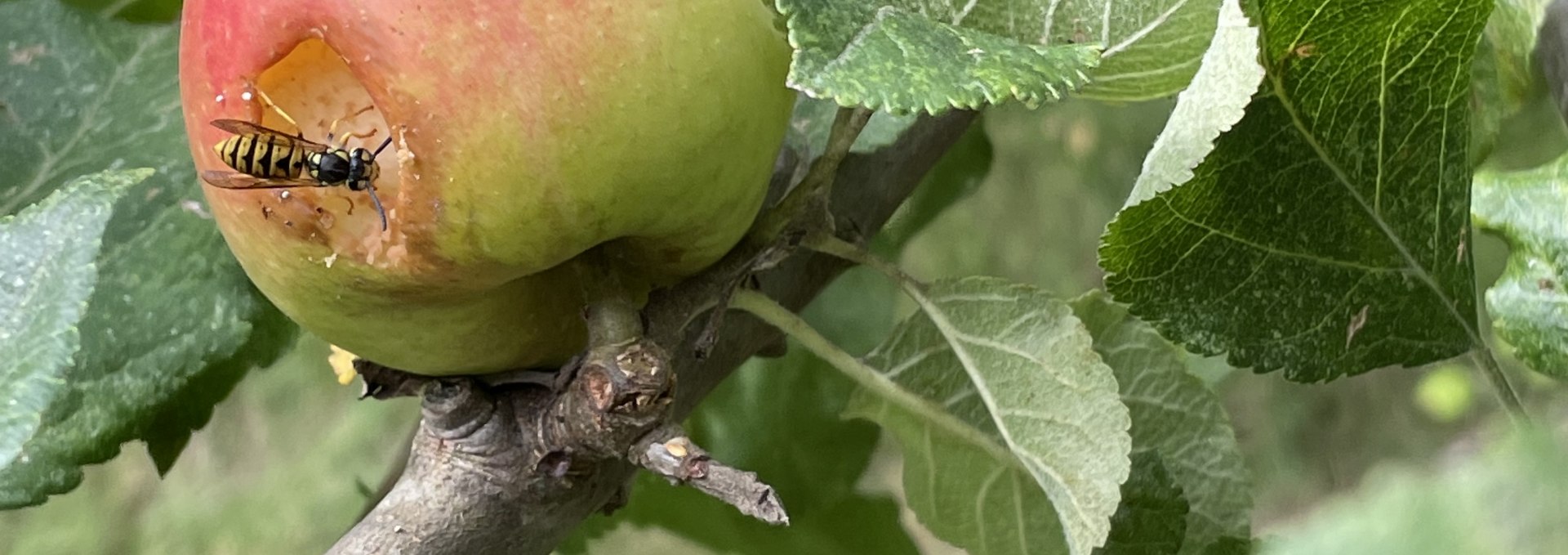 Apple, © Südliche Boddenküste