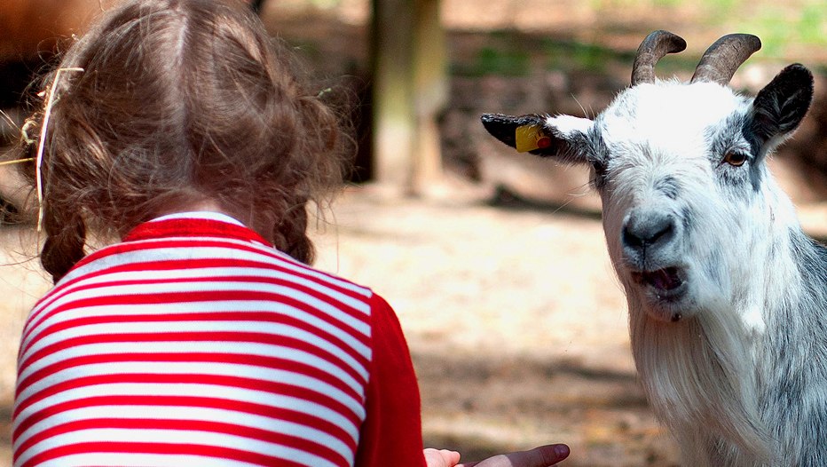 Discover small and big cuddlers up close in our petting zoo, © Campingplatz & Ferienhausanlage Banzelvitz