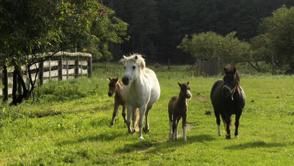 The lively romp of the pony herd of the country vacation Diemitz, © Landurlaub Diemitz/ Renate Strohm