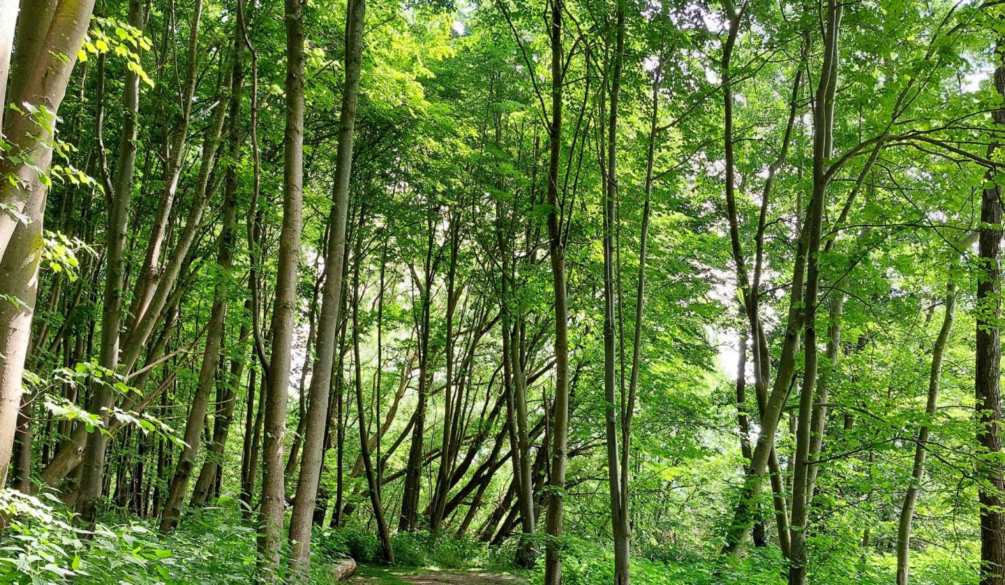 City forest, © TZ HST/Kredl