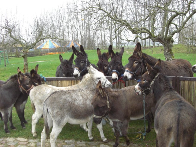 The donkey family, © Eselhof Schlage