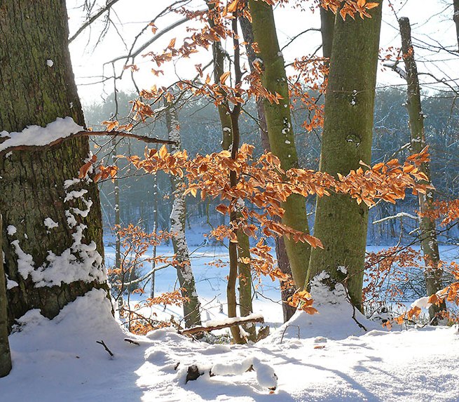 Hike into the new year, © Foto: Nationalparkamt Müritz