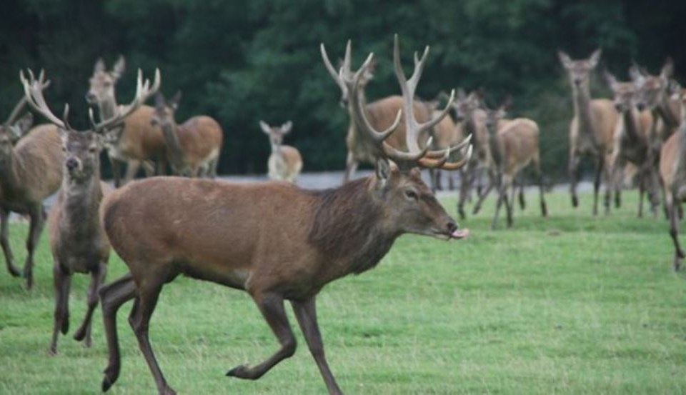 Game enclosure on 35 ha for fallow deer and red deer, animals are marketed alive or the game meat can be bought in the farm's own store., © AG Chemnitz
