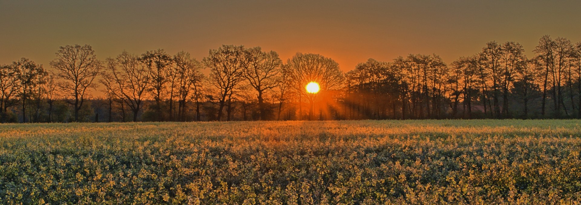 Picture-4 Rape blossom in the morning, © Uwe Meyer