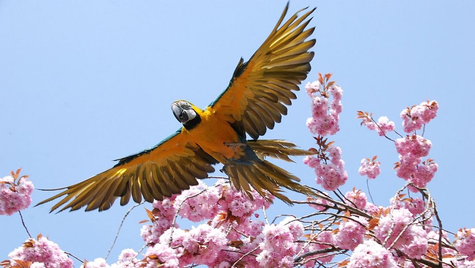 flying macaw Stralsund Zoo, © Archiv Zoo Stralsund