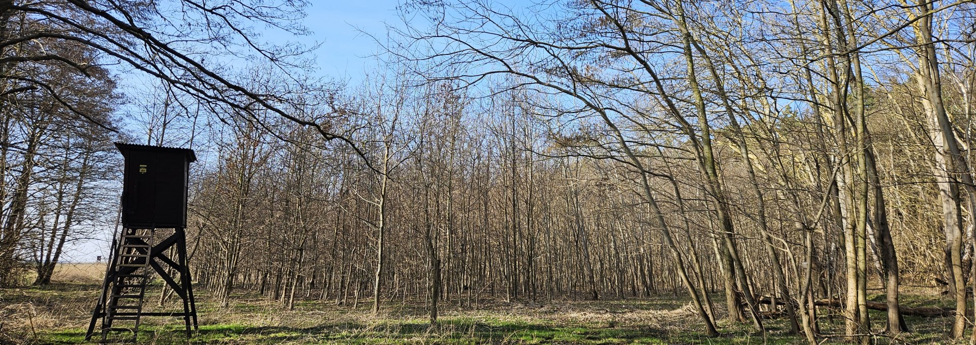 Trees have been growing in the Damerow climate forest (Island of Usedom) since 2009, © Landesforst MV