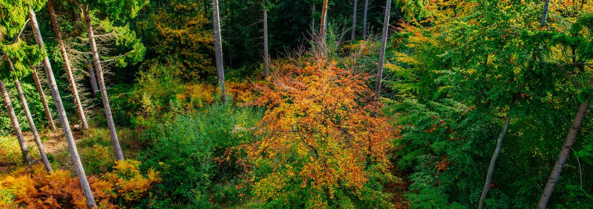 Familienabenteuer: Waldolympiade, © Binzer Bucht Tourismus | Ch. Thiele