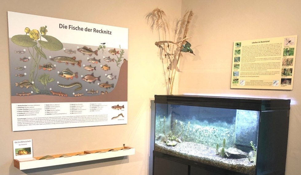 Aquarium corner with overview board of fish living in the Recknitz River, © Hardo Wanke