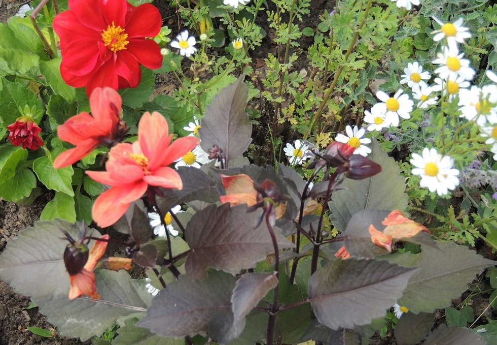 Blossom splendor in the show garden, © Kurverwaltung Insel Poel