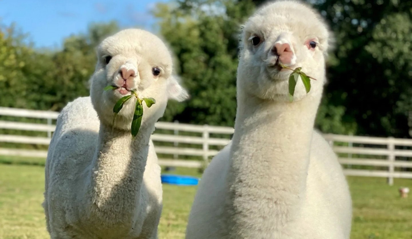 Trebel Valley Alpacas, © Anne Häusler