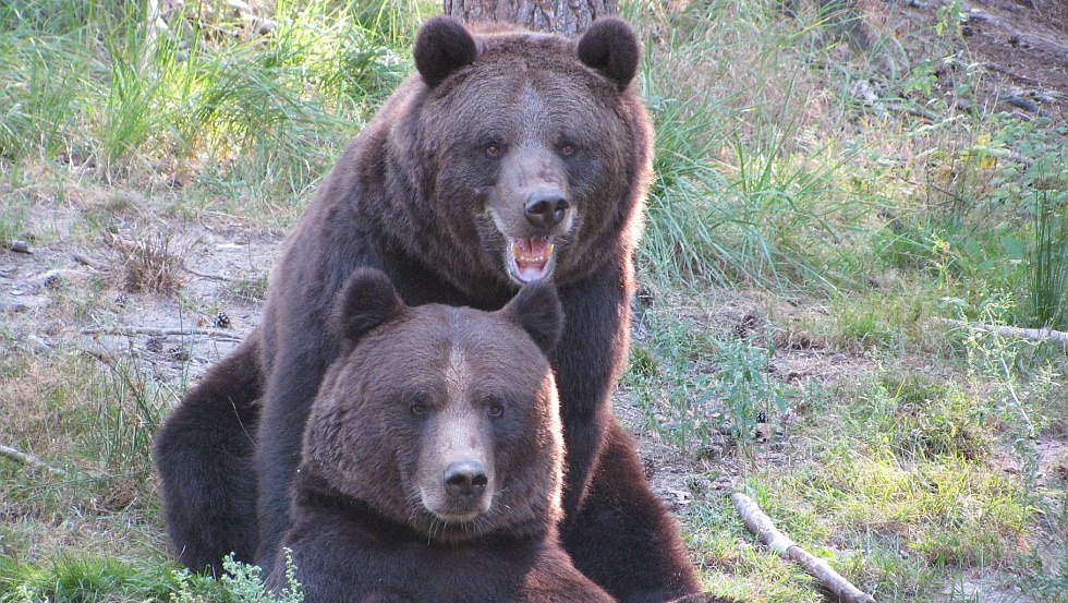 The brown bears Fred and Frode are among the visitor favorites, © Wildpark-MV