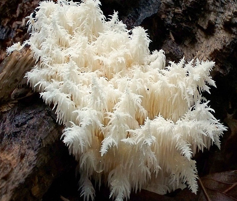 800px-2009-09-25_Hericium_coralloides_(Scop.)_Pers_58068_crop, © Heike Brechler