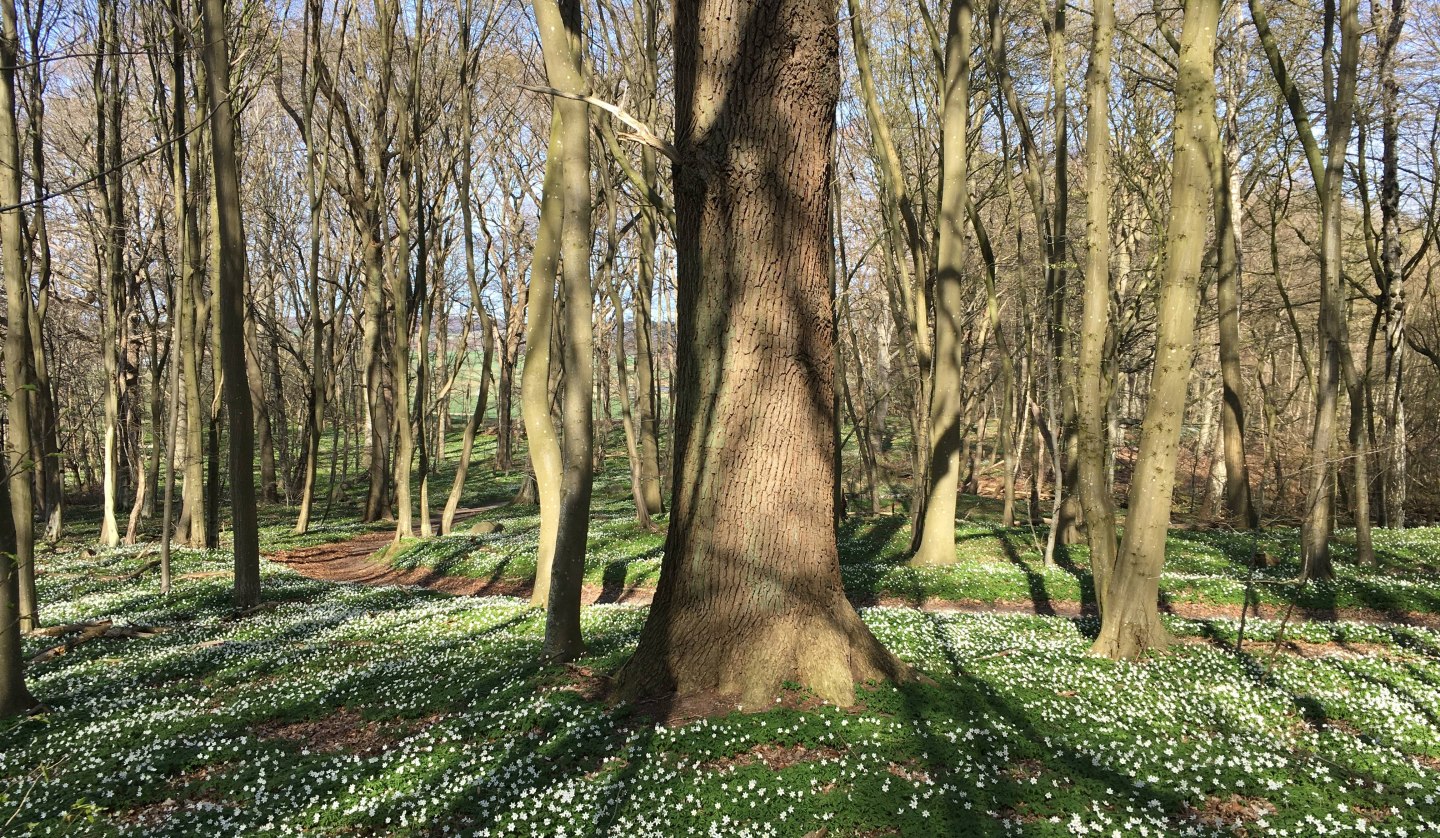 Spring forest, © Wehweck