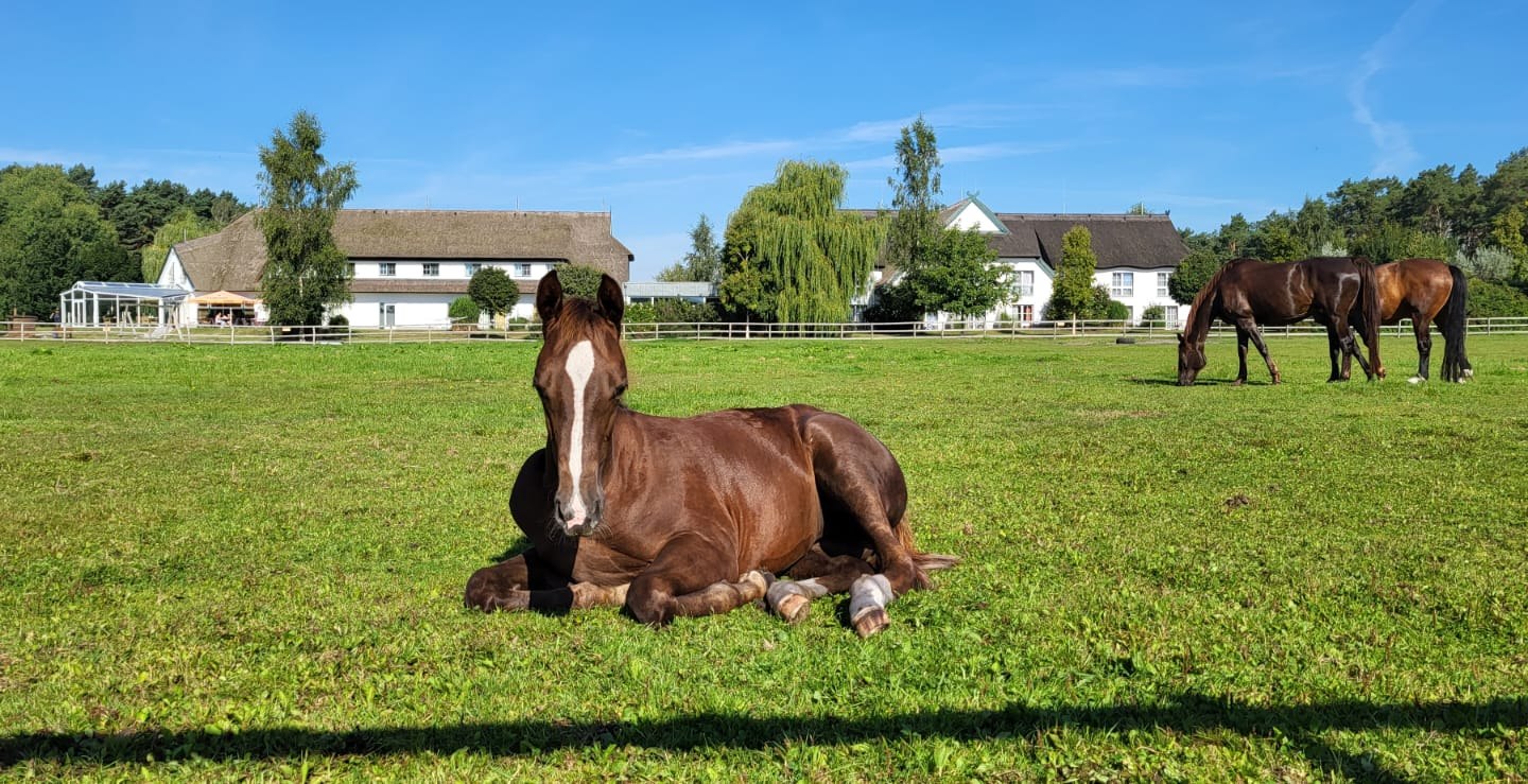 Foals in our pasture right next to the hotel, © Hotel Friesenhof