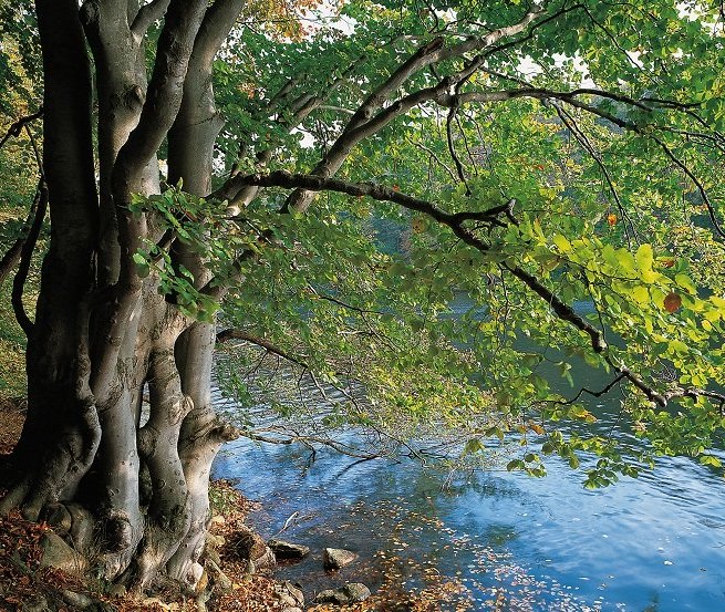 On the banks of the Narrow Luzin forest meets water, © TMV/Grundner