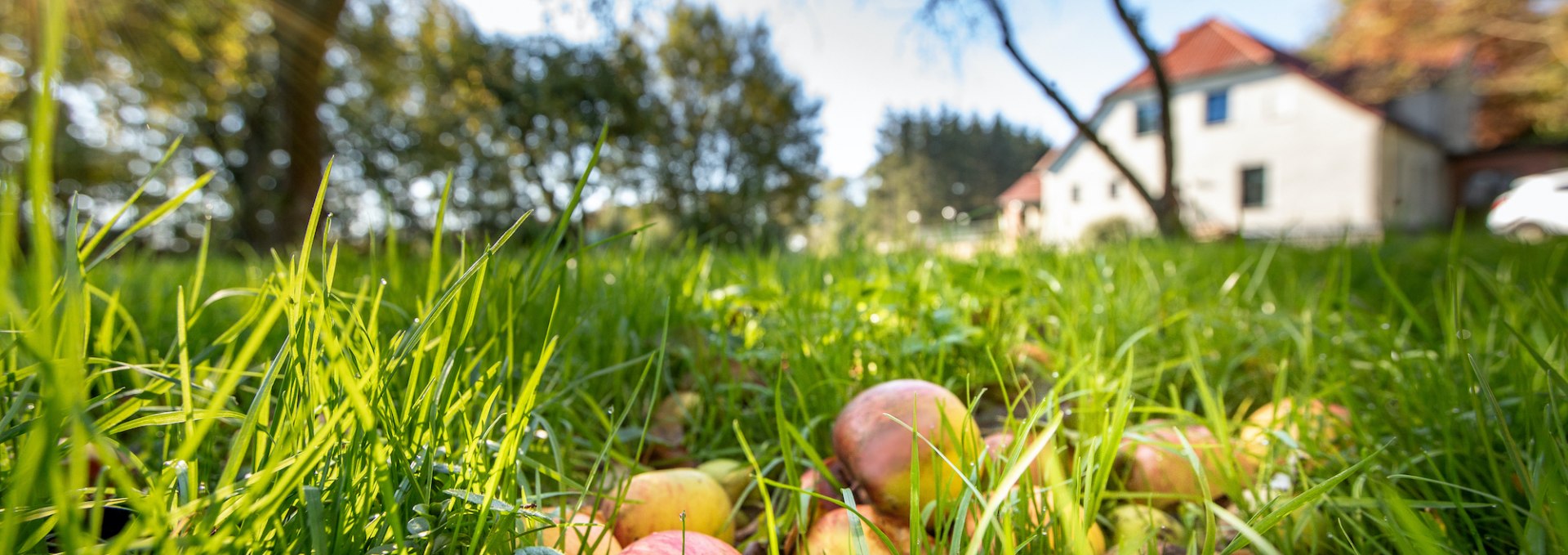 Orchard meadow in the manor house, © Florian Foest