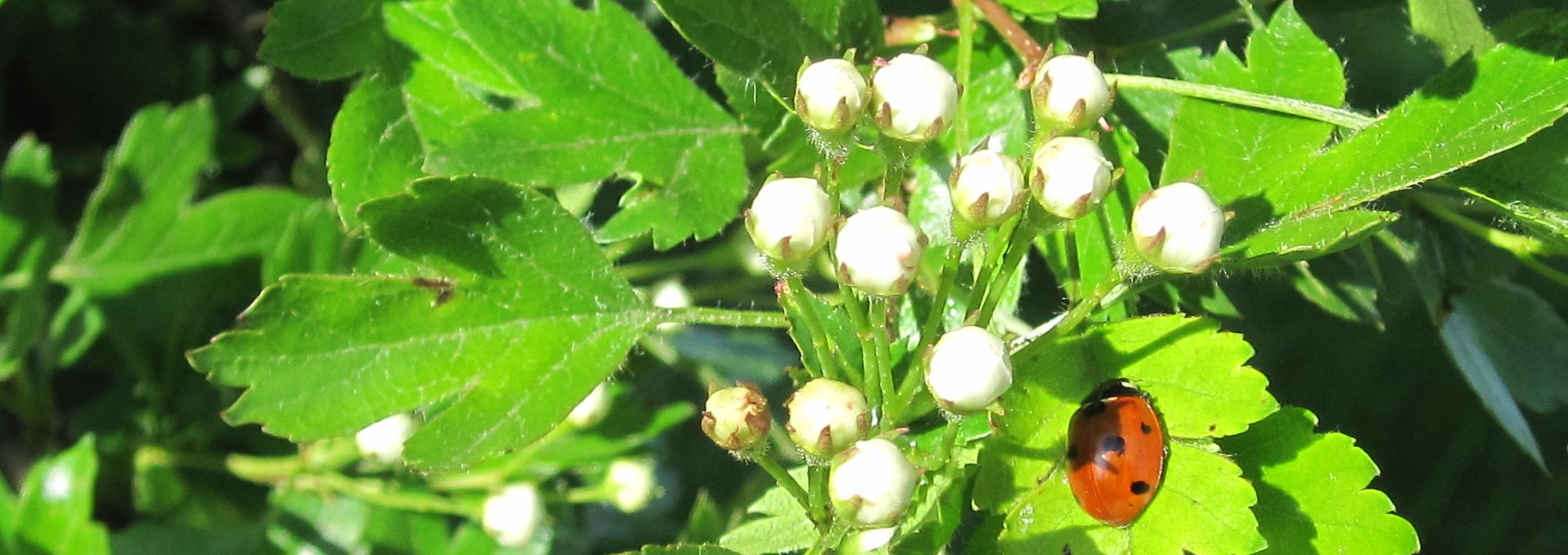 Nature, ladybug, leaf, © Kurverwaltung