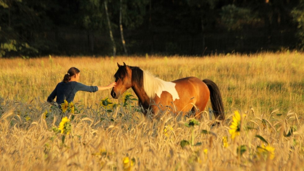 Come very close to the horses during the country vacation Diemitz, © Landurlaub Diemitz/ Renate Strohm