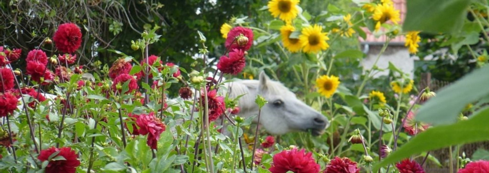 Horses are at home in Dalwitz, © Feriengut Dalwitz