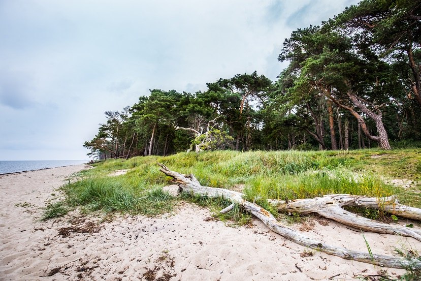 Coastal forest on the natural beach of Ludwigsburg, © TMV/Krauss