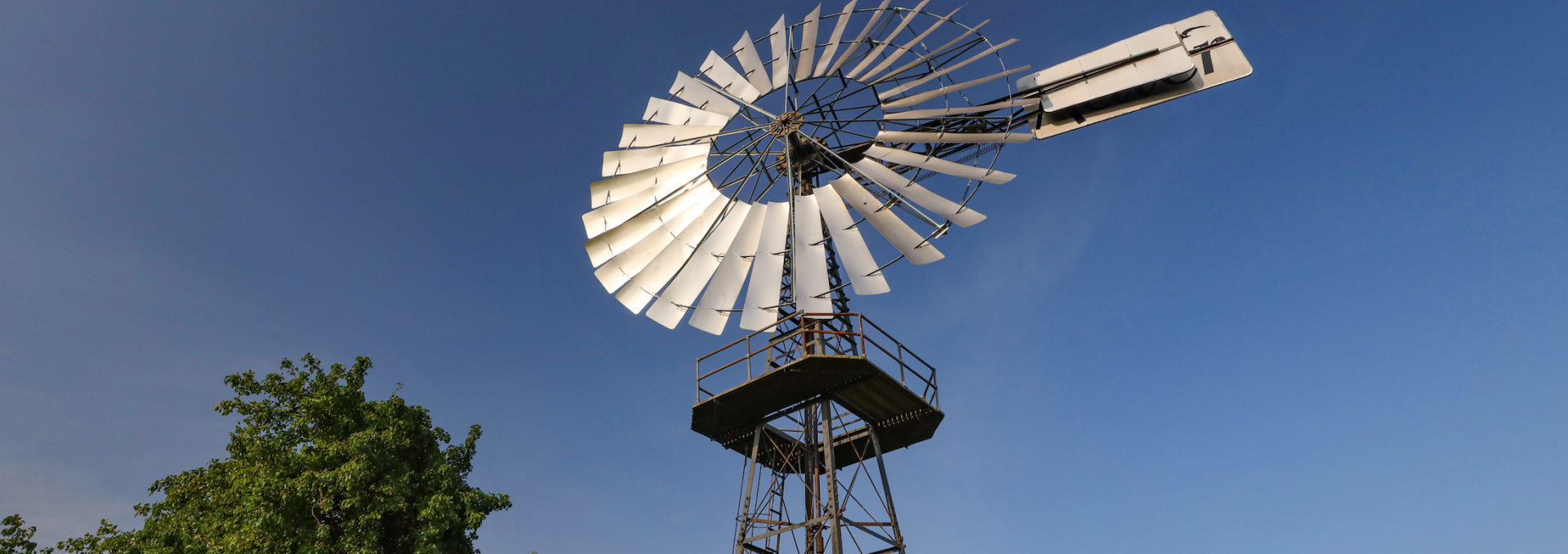 windshoe plant-lobbe_6, © TMV/Gohlke