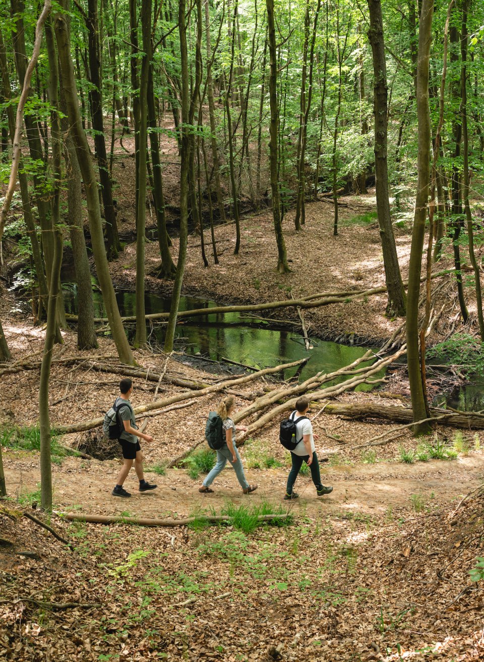 Step by step to hiking bliss: Nature is particularly wild in the Radebach Valley! No wonder the beaver feels particularly at home here., © TMV/Gross