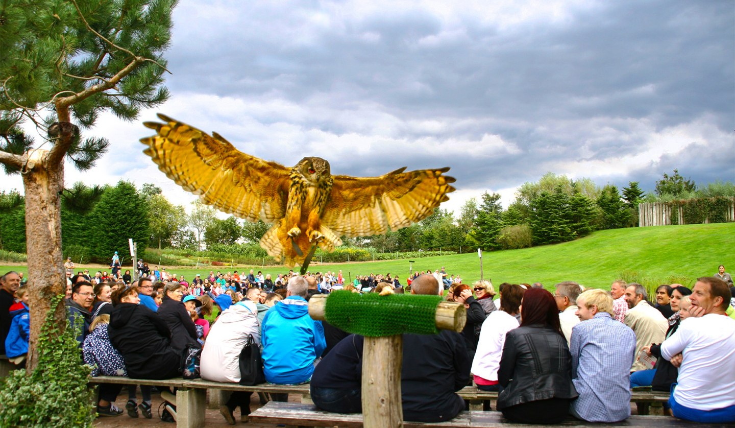 Eagle owl in the air show