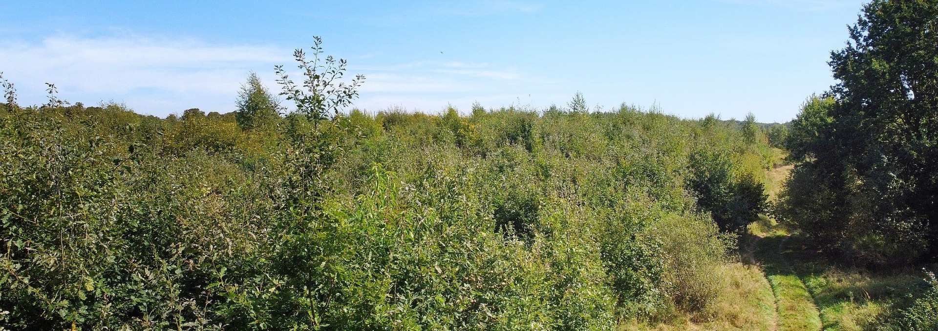 Climate Forest Biosphere Reserve Schaalsee, © Landesforst MV