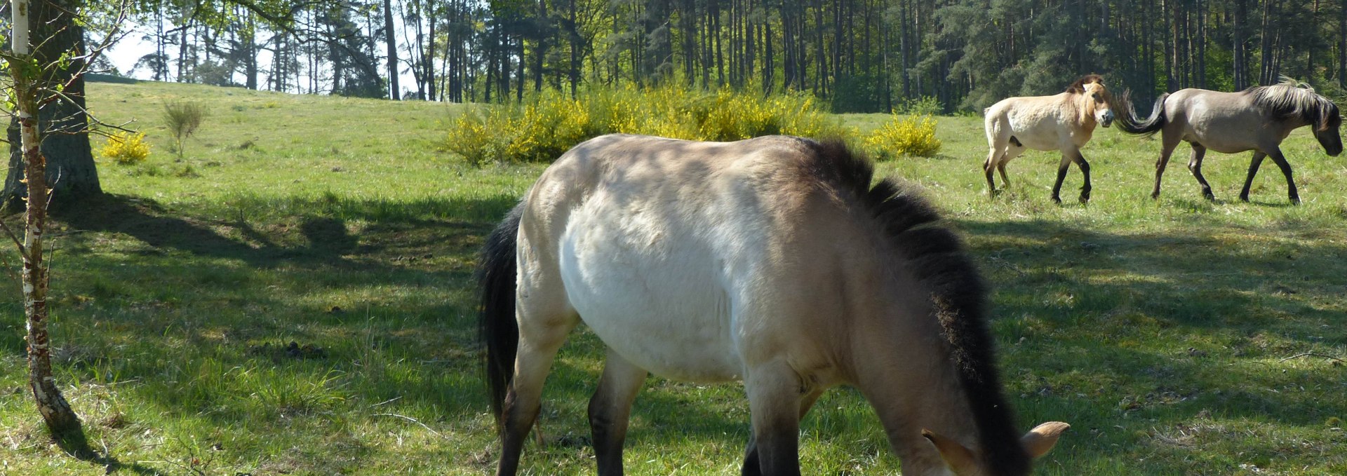 Przewalski 2, © Weichbrodt