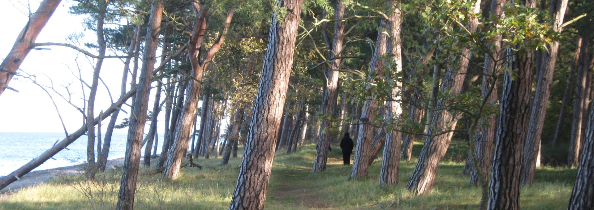 Interesting walks along the beach and through the coastal forest of Ludwigsburg, © Josephine Feldberg