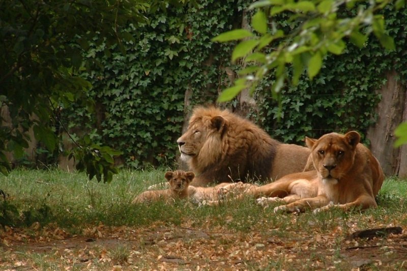 Lions at Stralsund Zoo, © Zoo Stralsund