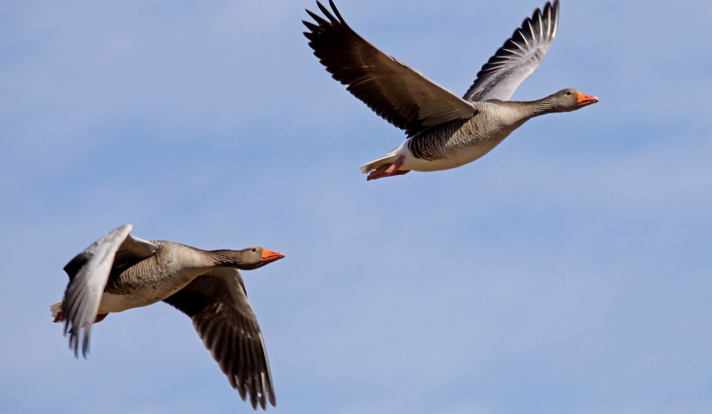 In the winter months, the Krakow Upper Lake serves as a resting and roosting area for northern geese and swans., © Ralf Ottmann