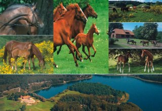 Colorful horse life at the Inselhof stud farm, © Gestüt Inselhof/Bause