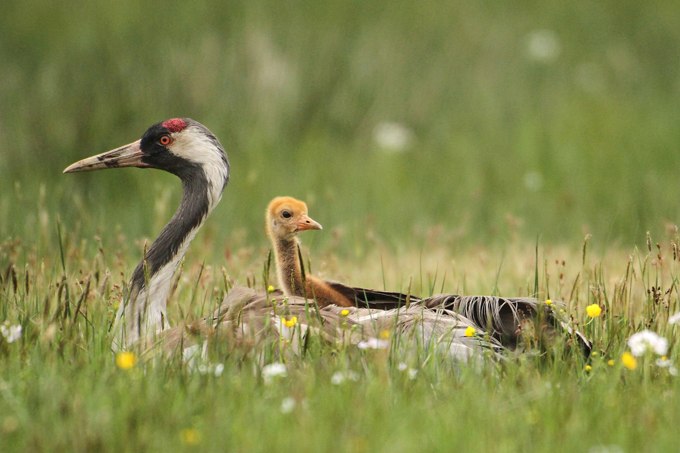 Crane with young, © Knut Fischer