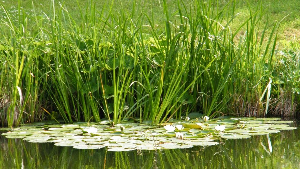 The Lewitz enchants with its wide meadow landscapes, © Hotel & Gaststätte "Zur Schleuse"