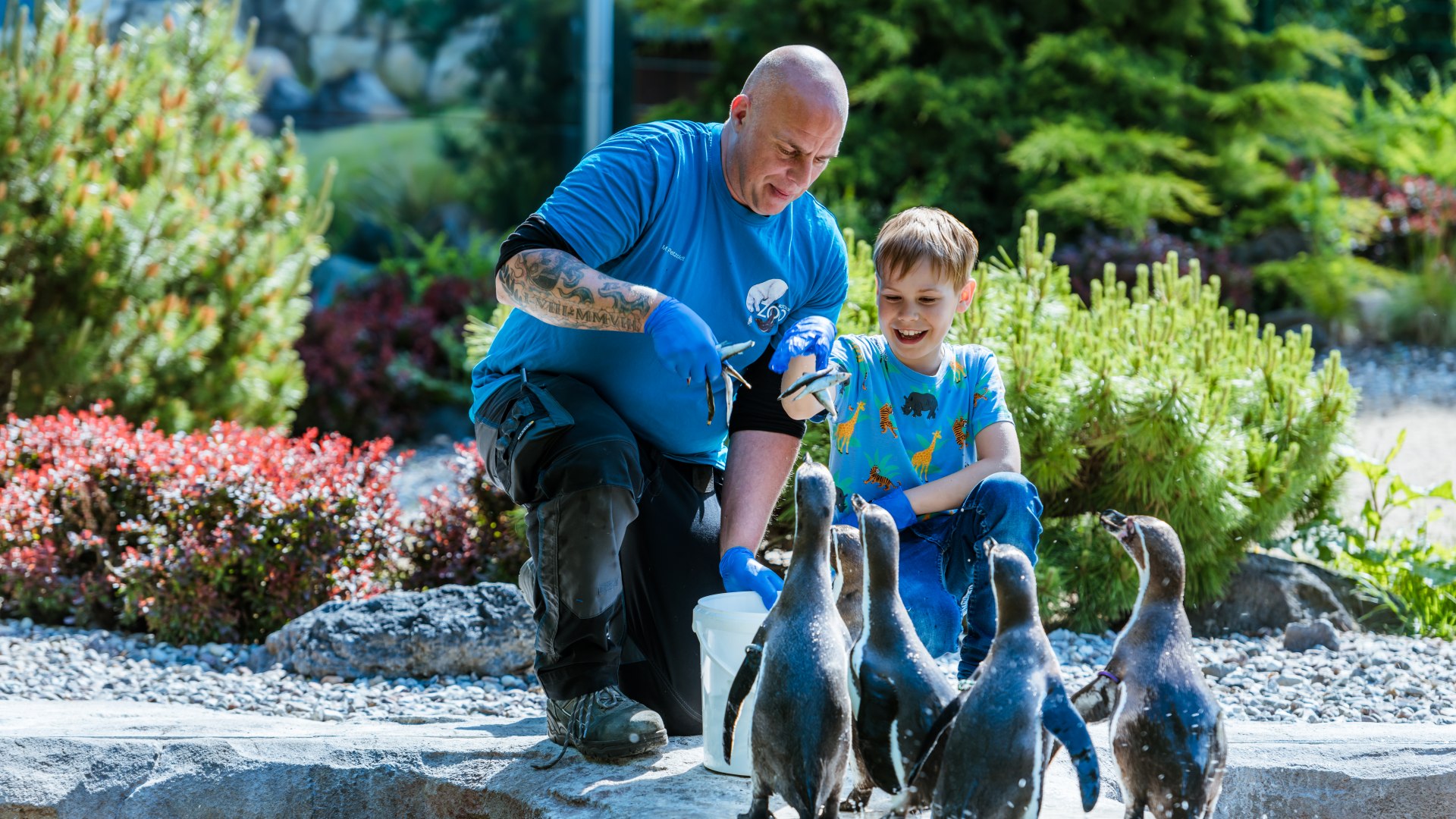 Finally, Erik gets to feed the Humboldt penguins with keeper Matthias Petzold., © TMV/Tiemann