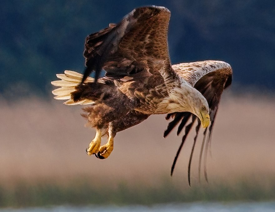 White-tailed eagle approaching, © Kevin Hempel