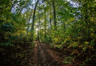 Spa and healing forest in Heringsdorf on Usedom, © Andreas Dumke