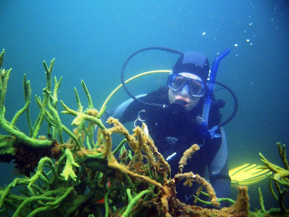 Narrow lucine with freshwater corals, © Tauchcenter Feldberg