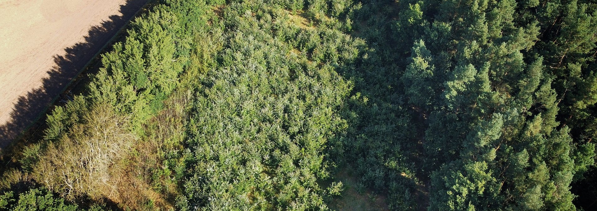 Climate forest Bad Kleinen, © Landesforst MV